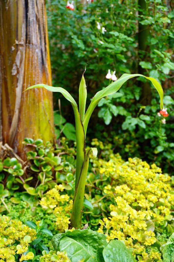 Jungle Stay In A Hidden Paradise Zwijndrecht Εξωτερικό φωτογραφία